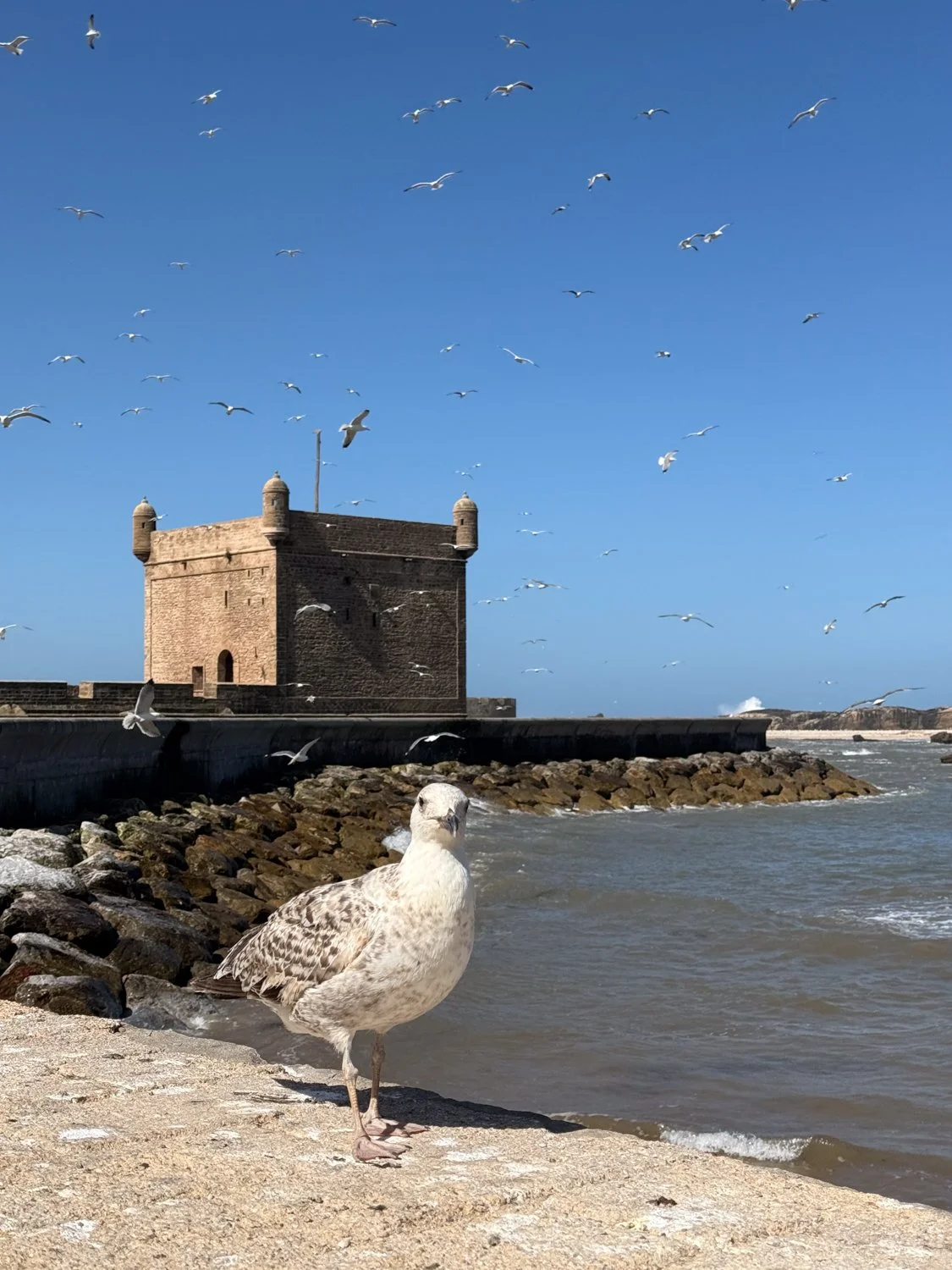 HeidiLaughtonArt-essaouira-16.jpg
