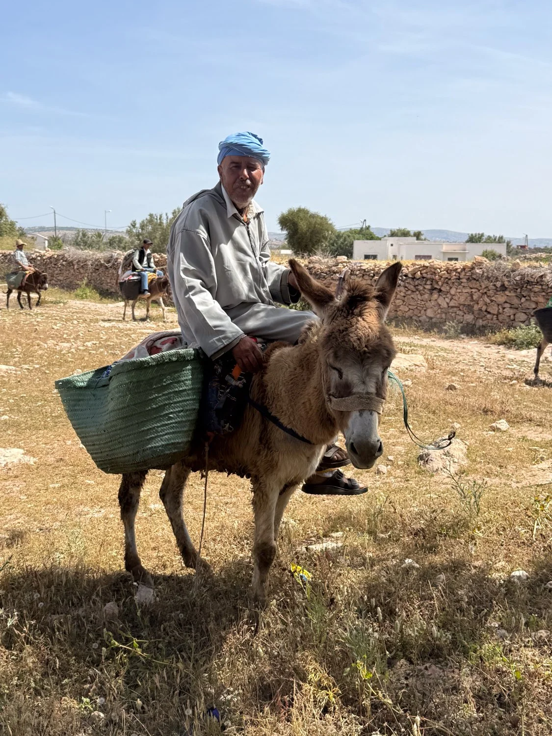 HeidiLaughtonArt-donkeys-7.jpg