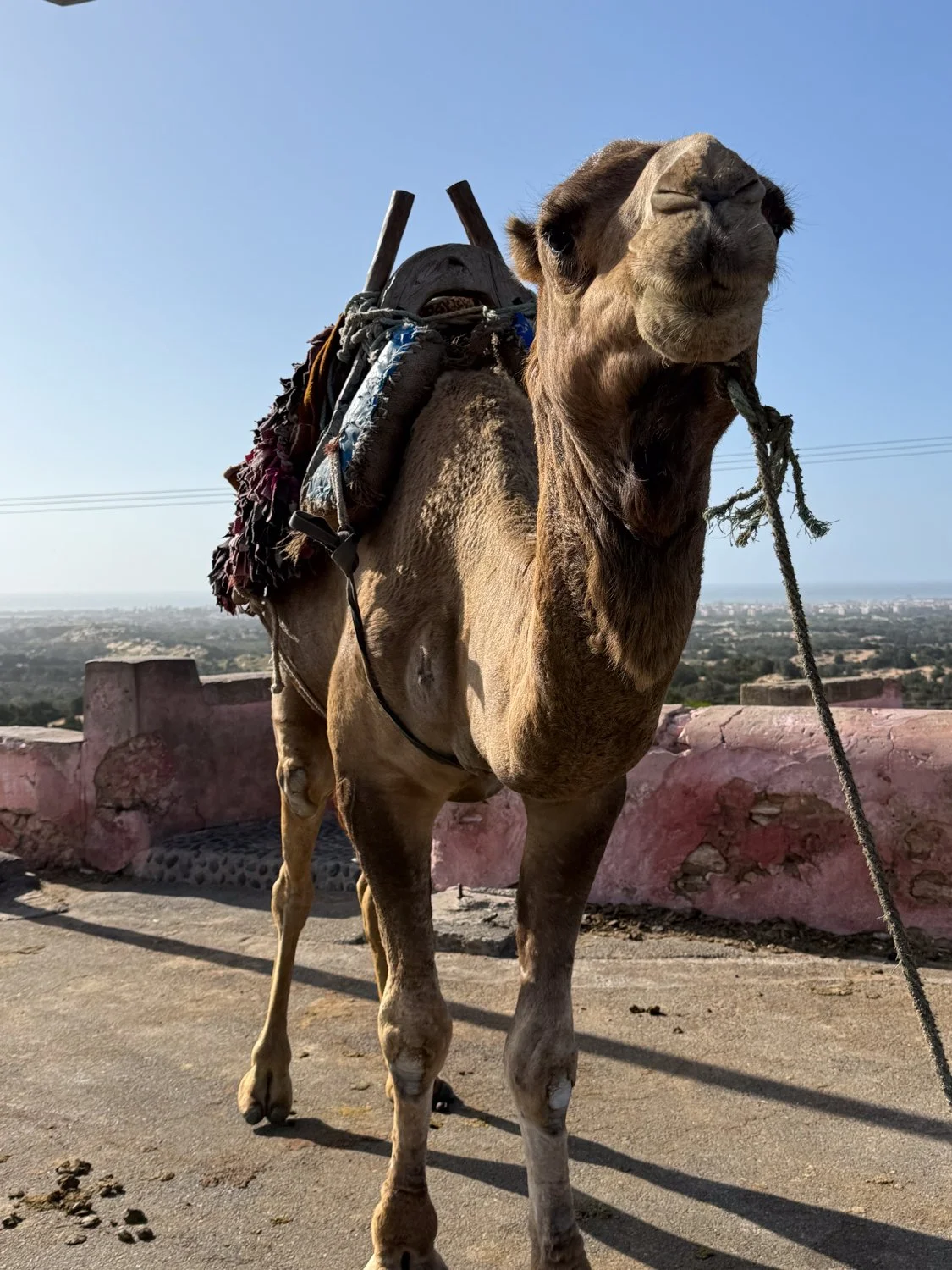 HeidiLaughtonArt-morocco-5.jpg