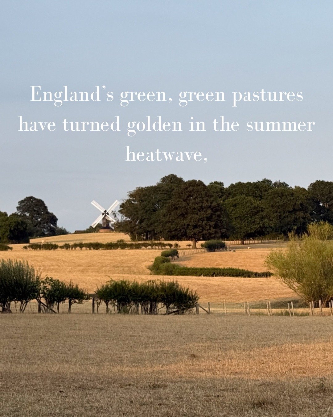 As I drive through the countryside here in Kent, England,  the pastures have all turned golden in the heat of the summer sun. We've had one of our longest periods of no rain apparently breaking records for July.  Everywhere I go, the golden fields ar