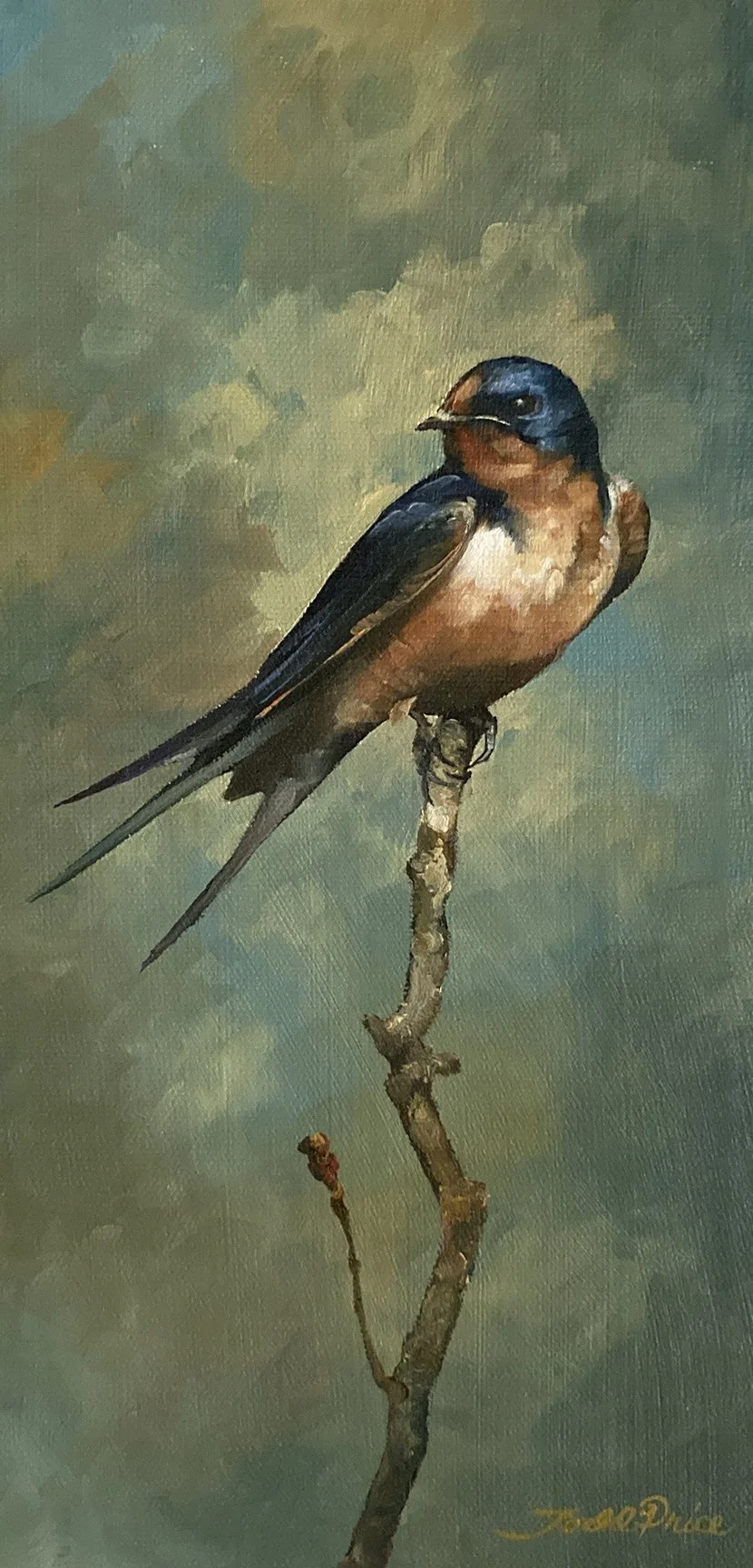 Barn Swallow