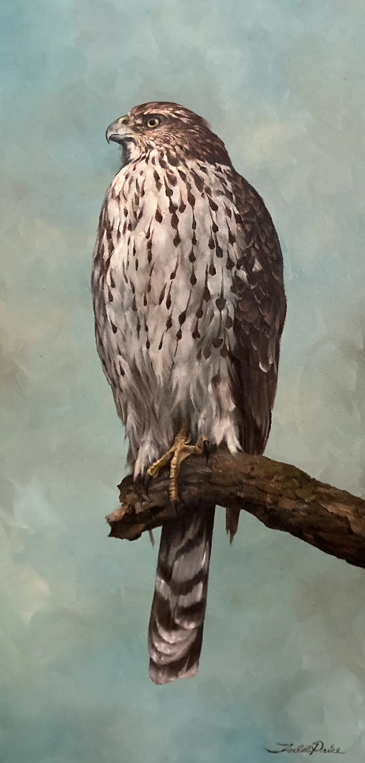 Cooper's hawk