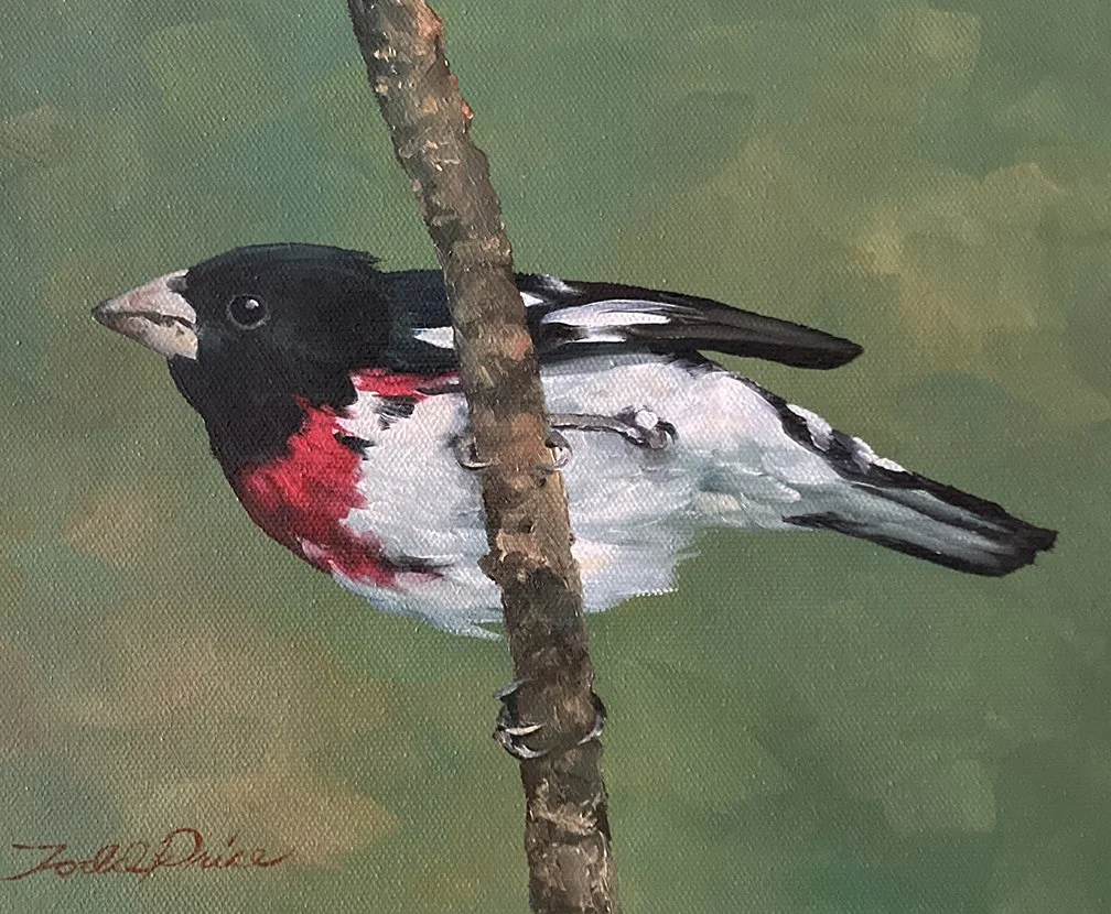 Rose Breasted Grosbeak