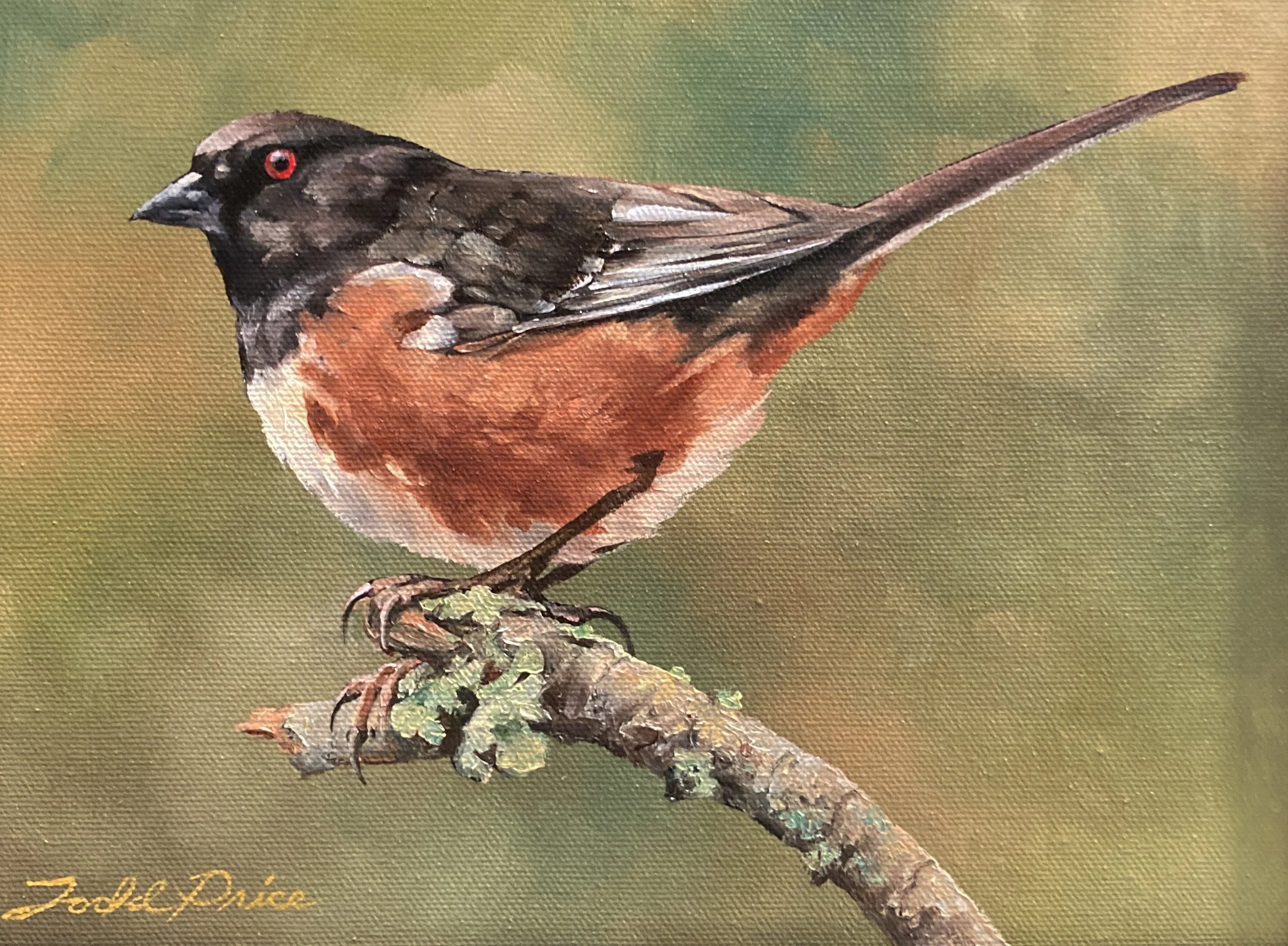 American Robin