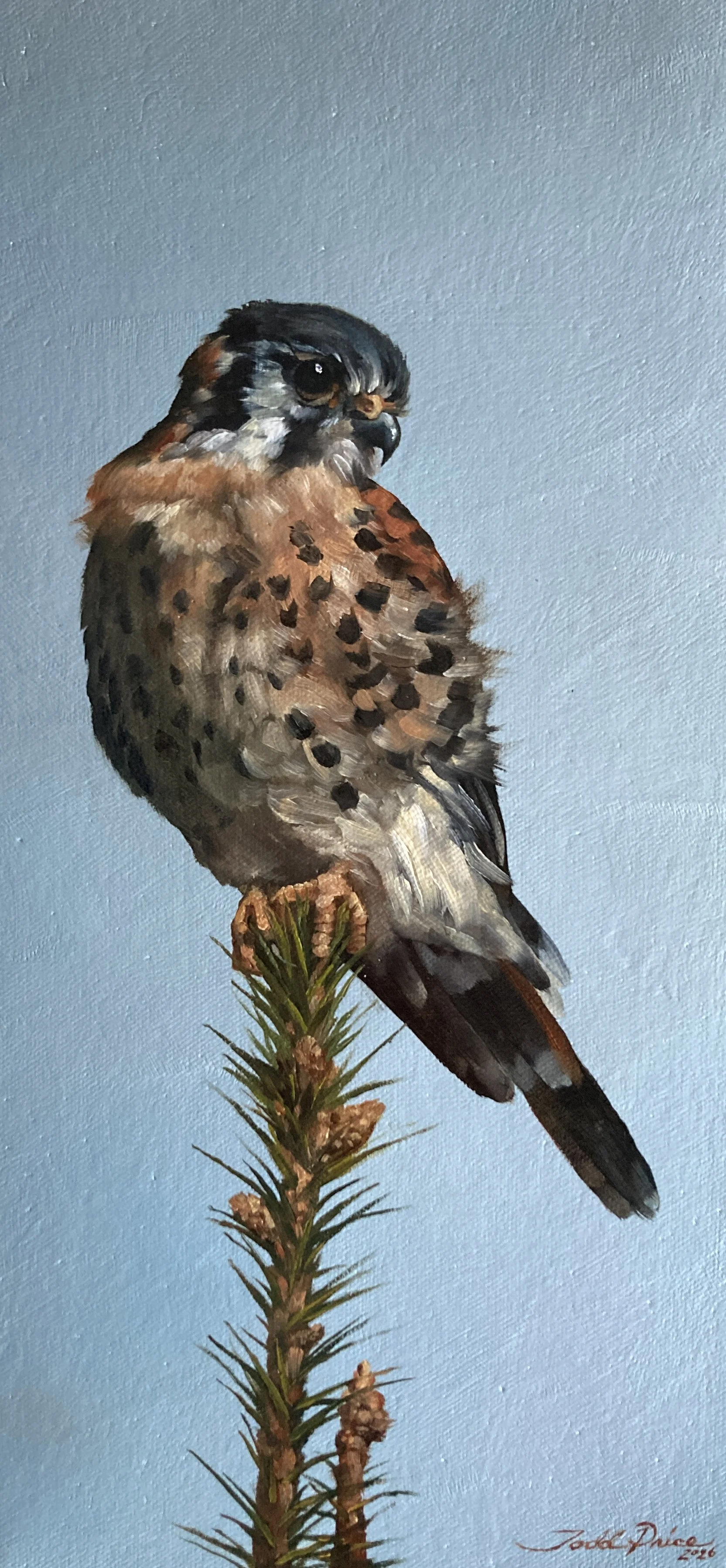 American Kestrel