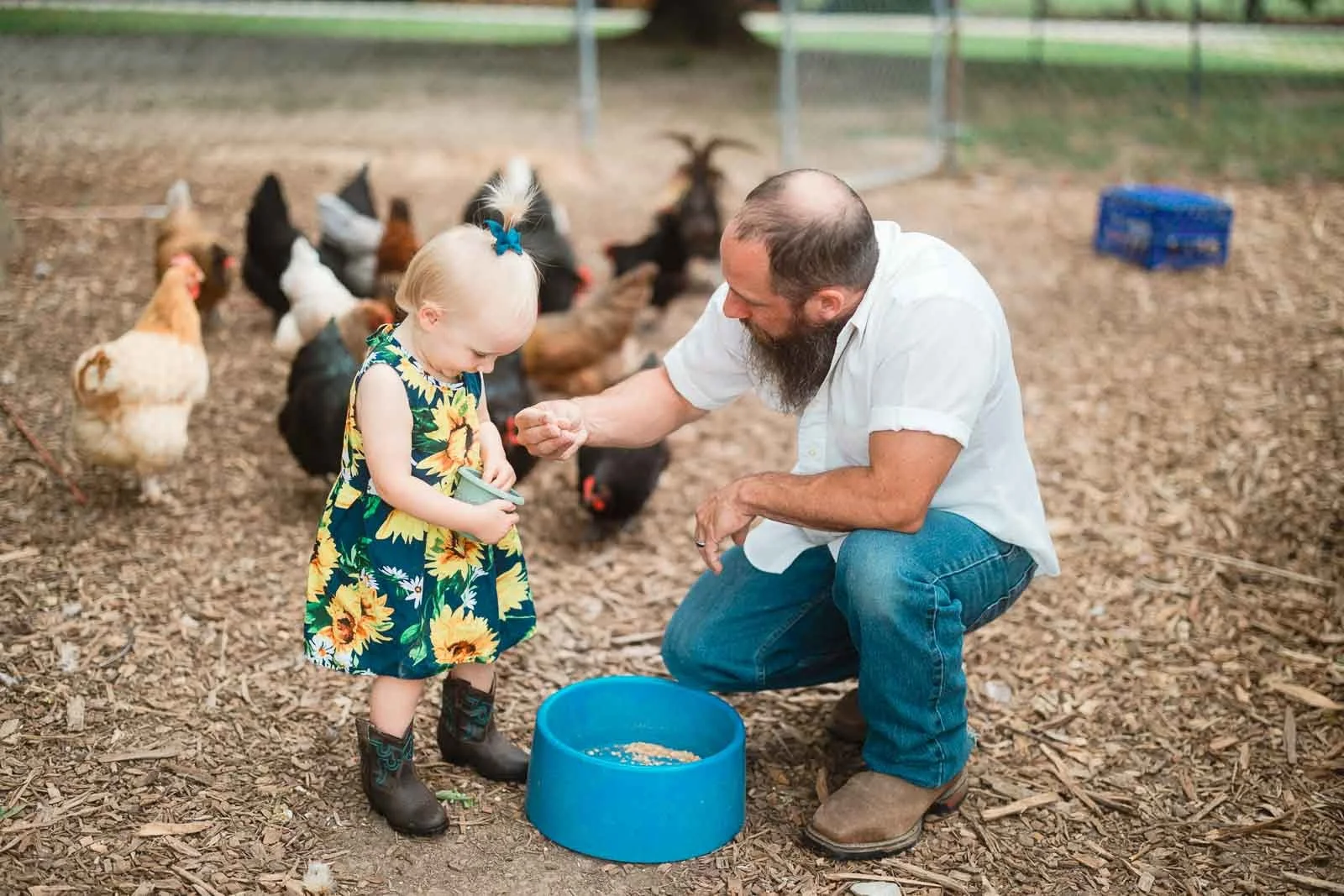 dad and daughter feeding chickens in their yard columbus family photographer