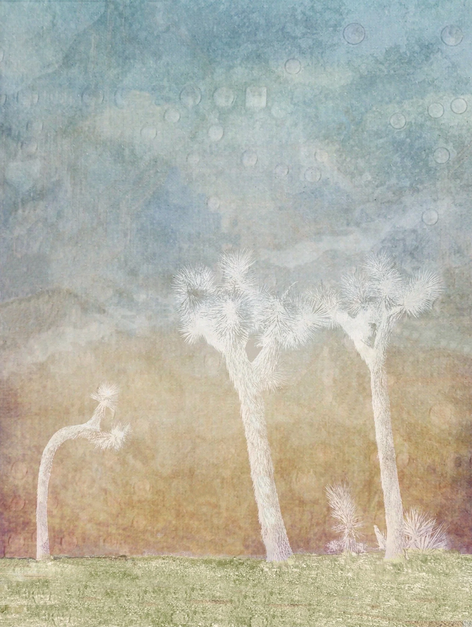 Joshua Tree Symphony 