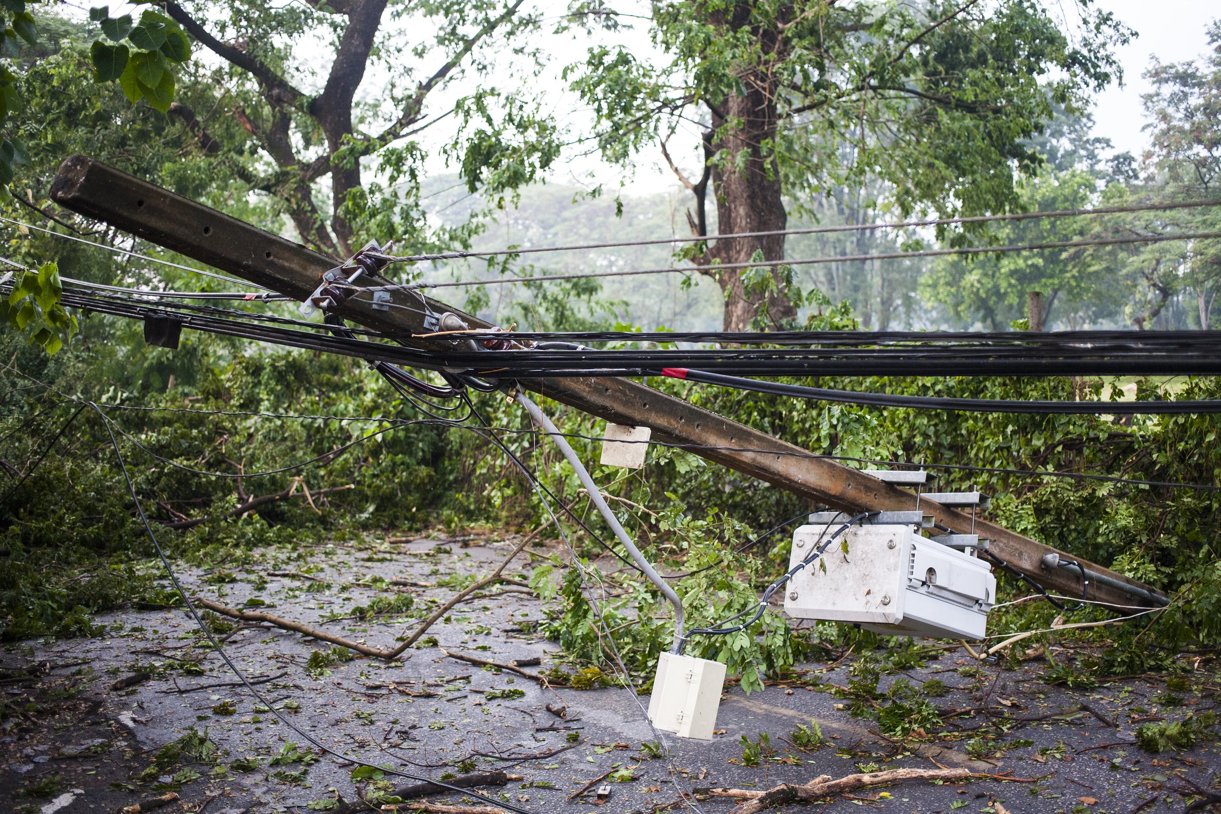 tree-down-in-wind-damage-SBI-301087381.jpg