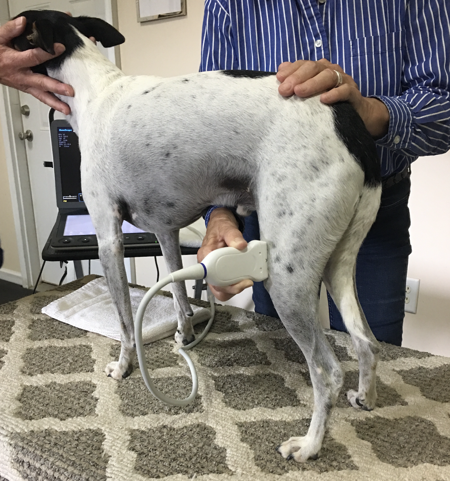 Dogs With Stifle Injuries Return To Competition