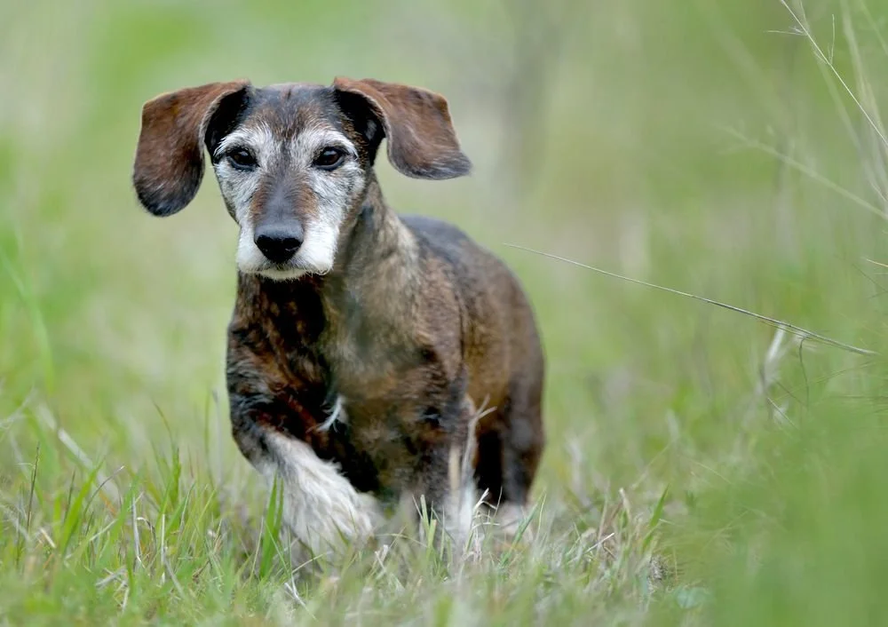 Help Senior Pets Stay Active