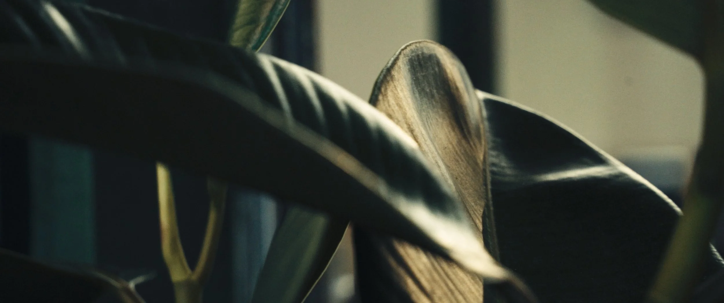 Master Wide 4K_01_08_20_18.jpg