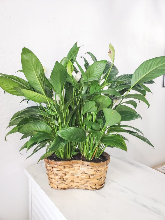 Peace Lily Basket  Amarillo Florist | What In Carnations