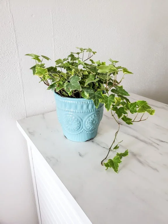 Potted Plant  Amarillo Florist | What In Carnations