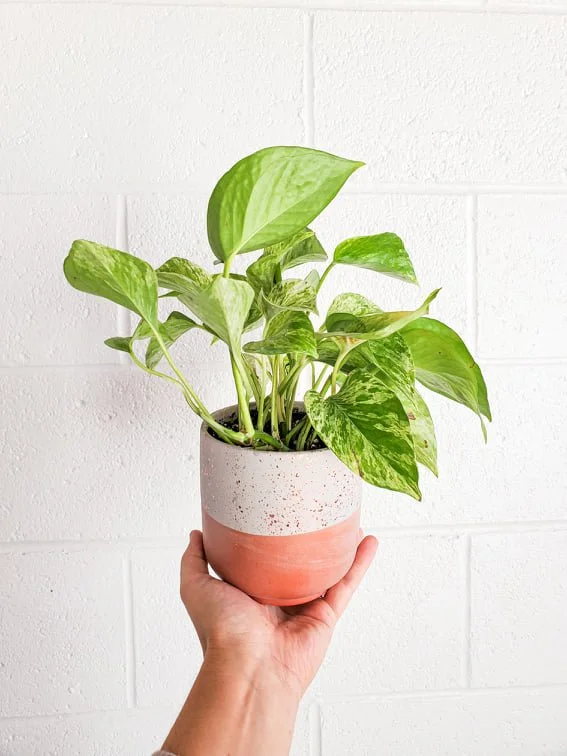 Potted Plant  Amarillo Florist | What In Carnations