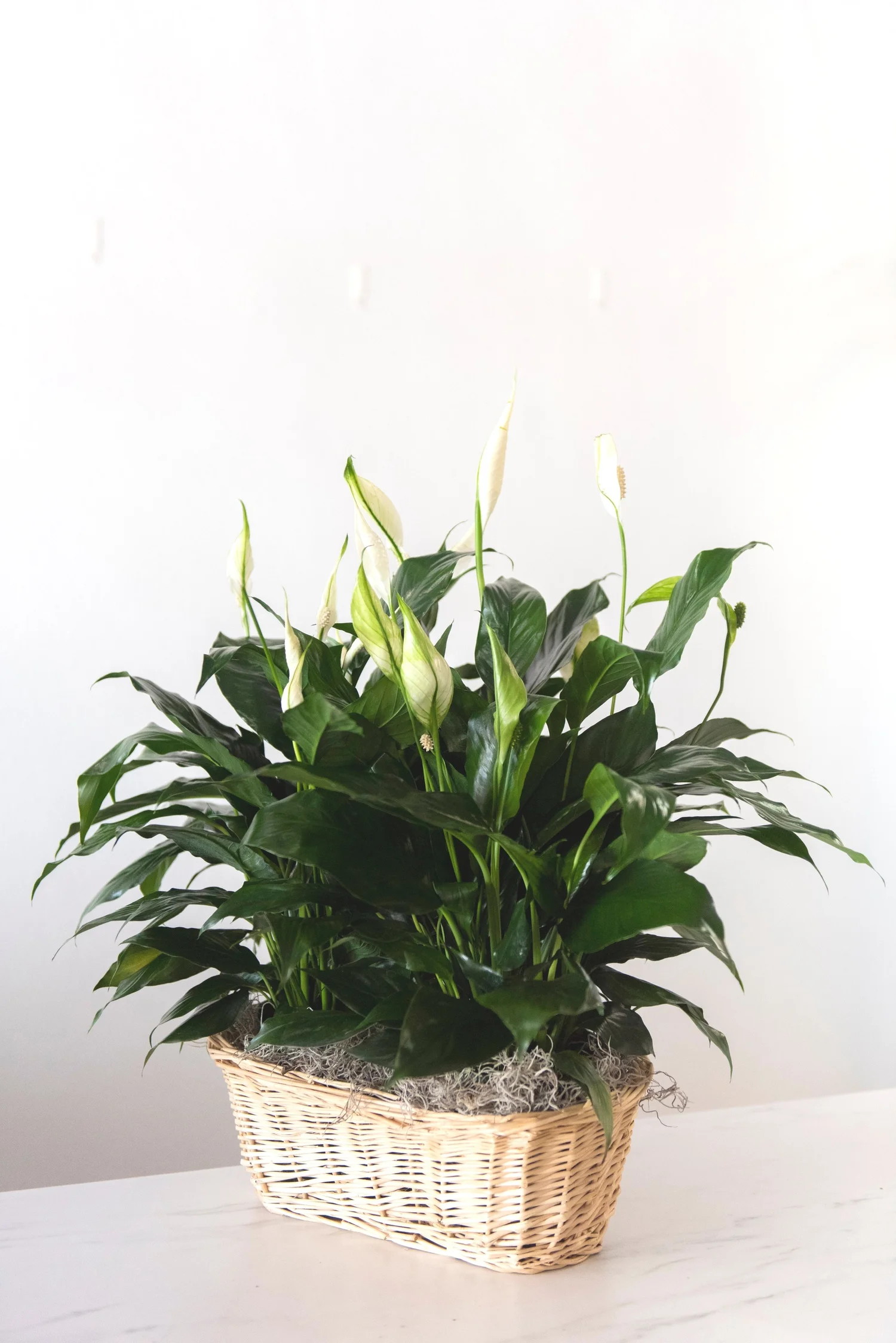 philodendron green congo variegated Philodendron 'Congo Green Variegated'