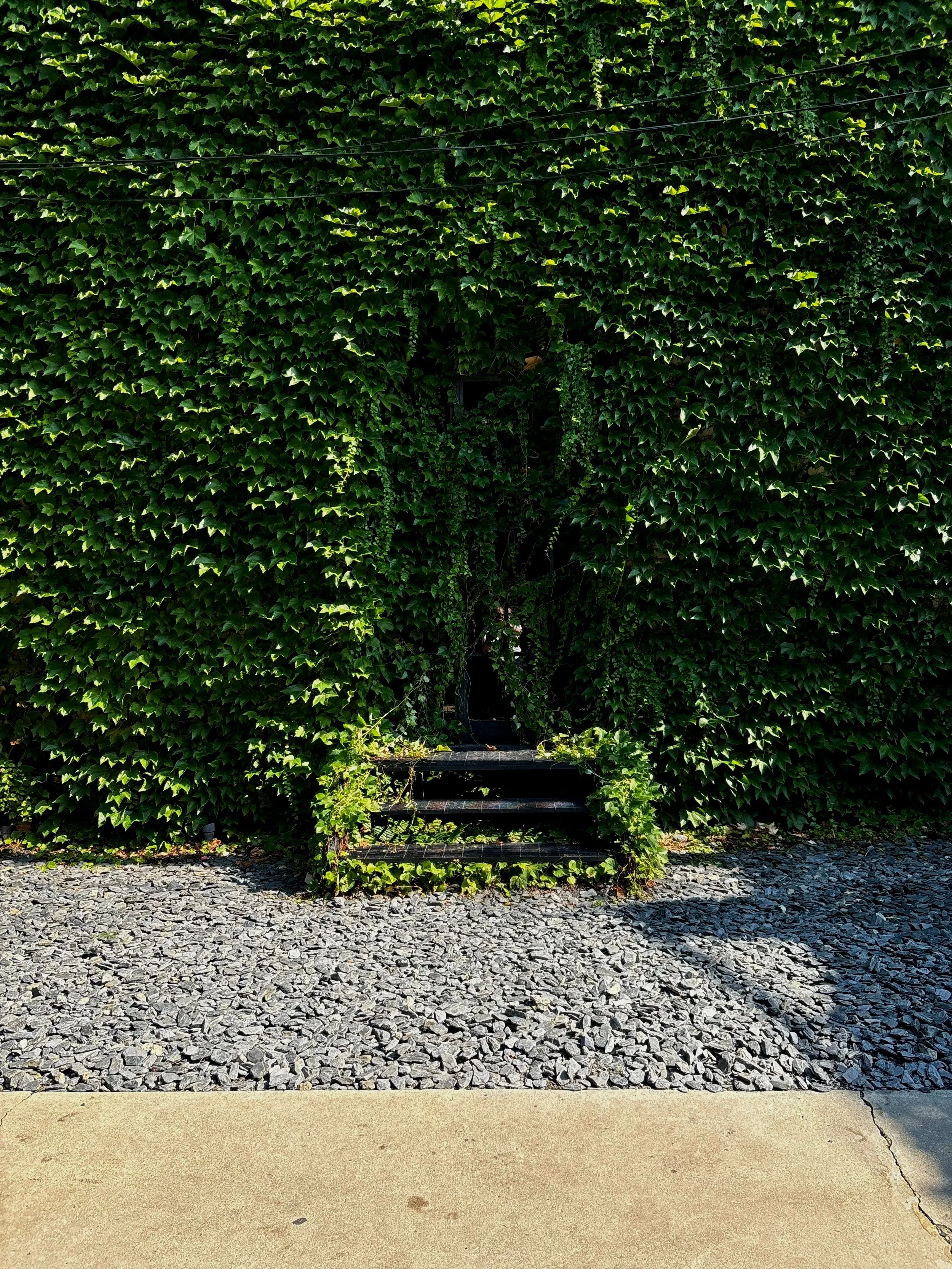 Summer Ivy