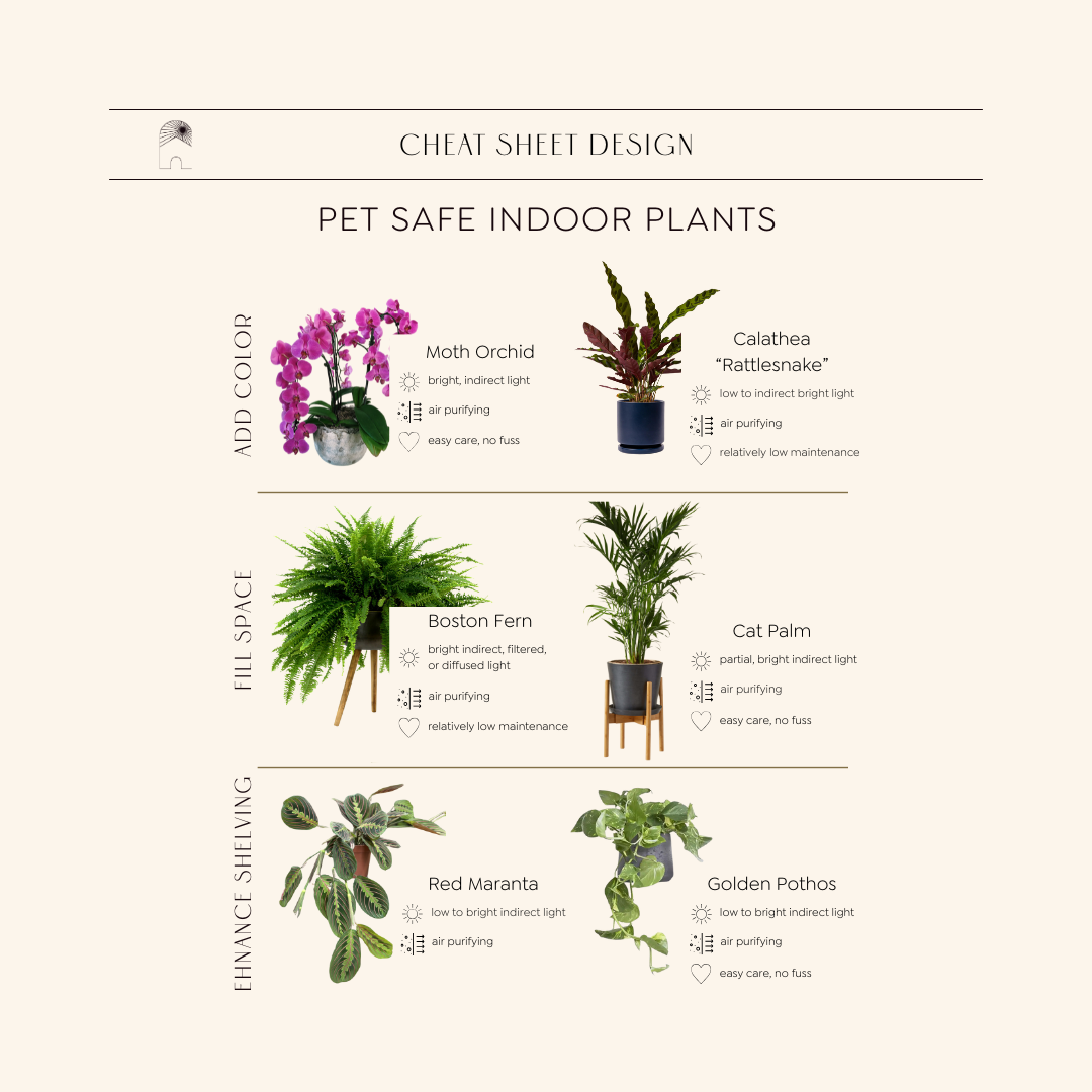PET SAFE INDOOR PLANTS + styling tips and where to find each.
