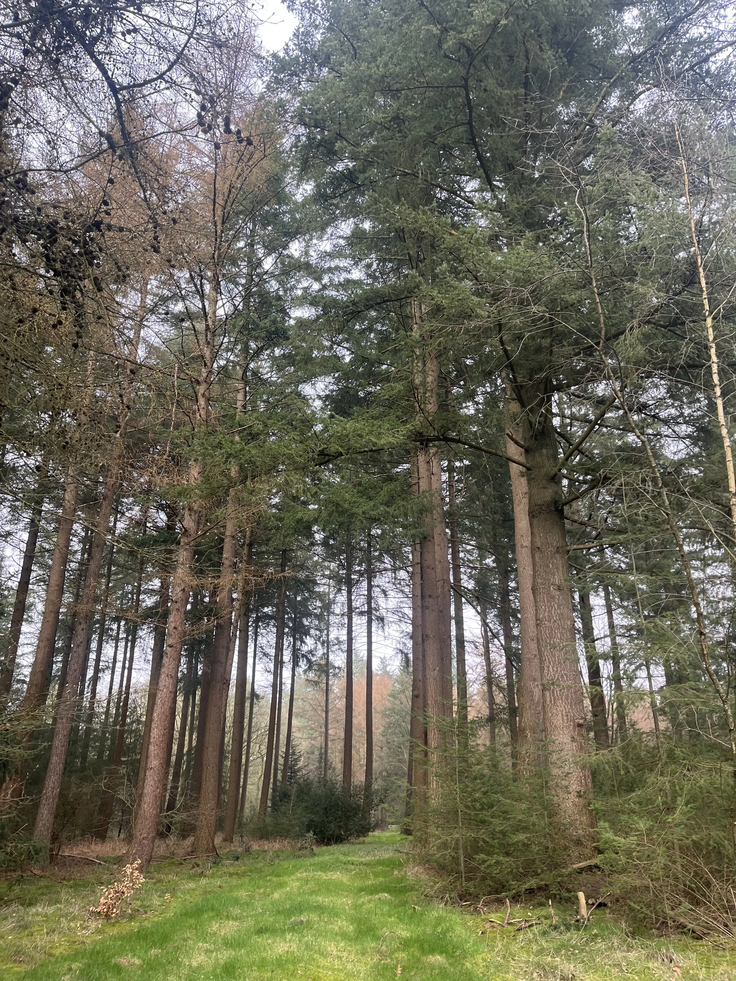 Let me be the biggest