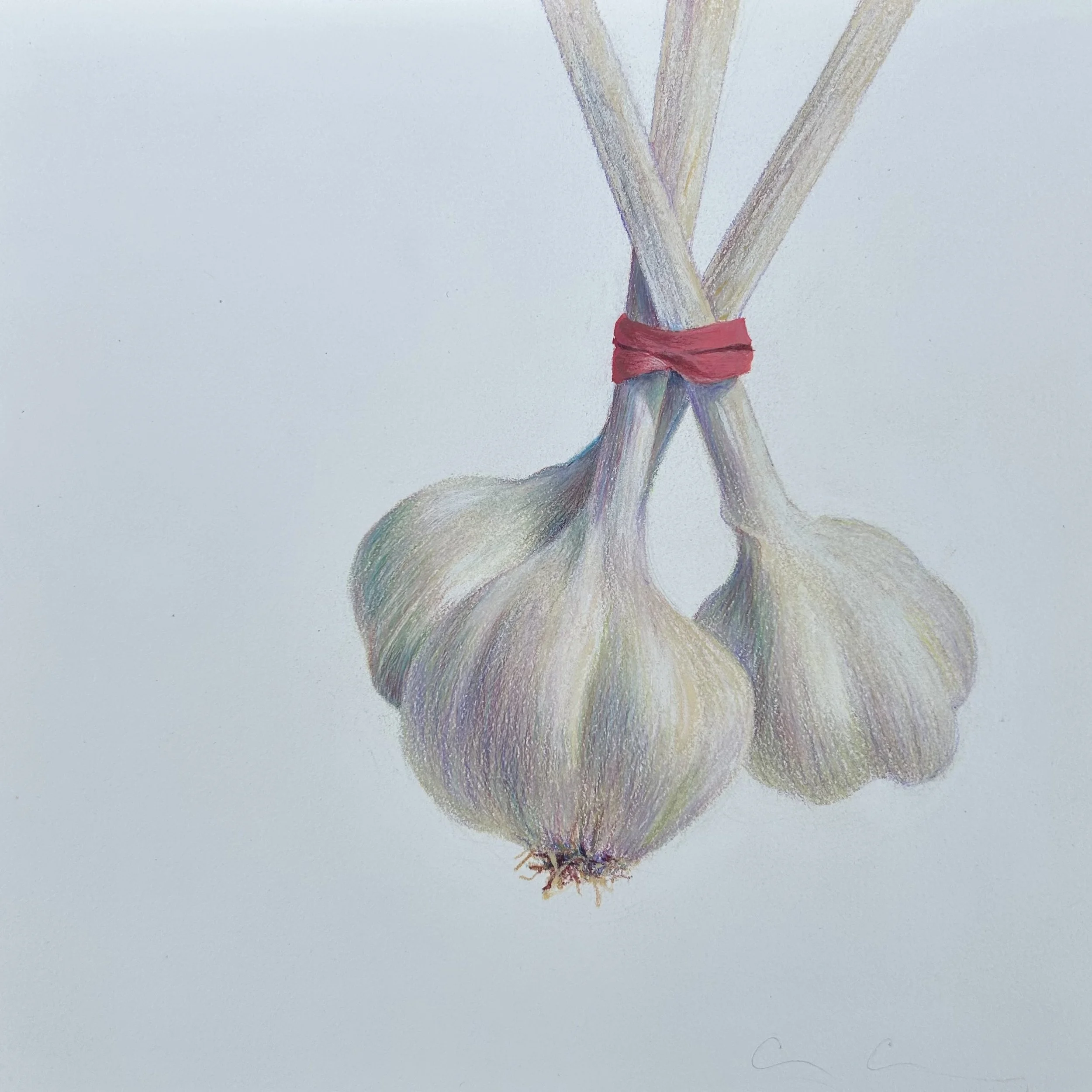  Garlic 
8" x 8"
GRAPHITE/COLORED PENCIL ON PAPER