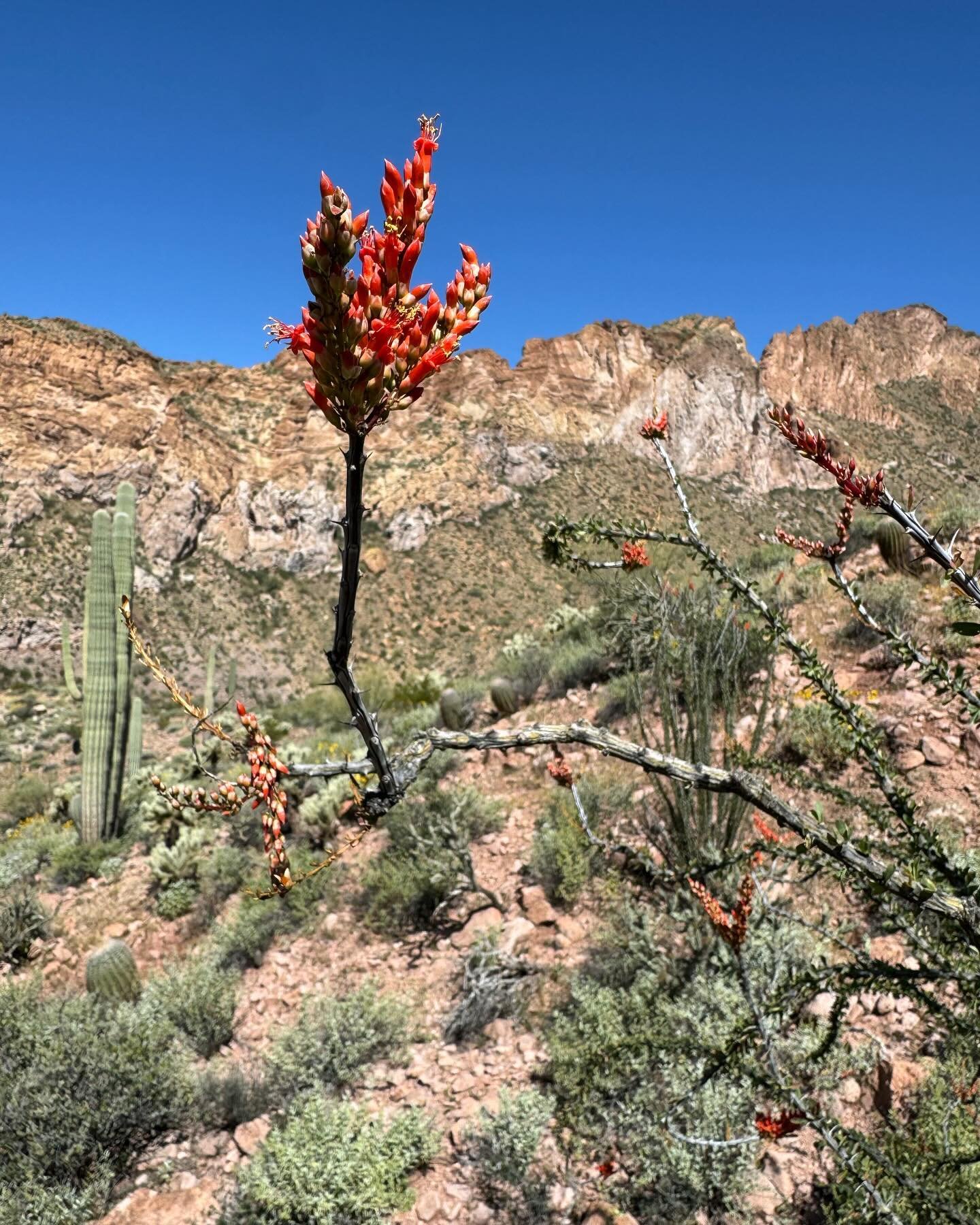 I got an ocotillo tattooed on my stomach in 2020 because I was emotionally eviscerated. 

I got an ocotillo tattooed on my stomach in 2020 because it is the beautiful boundaries plant. hard, mostly. Hard and soft, sometimes. 

I got an ocotillo tatto