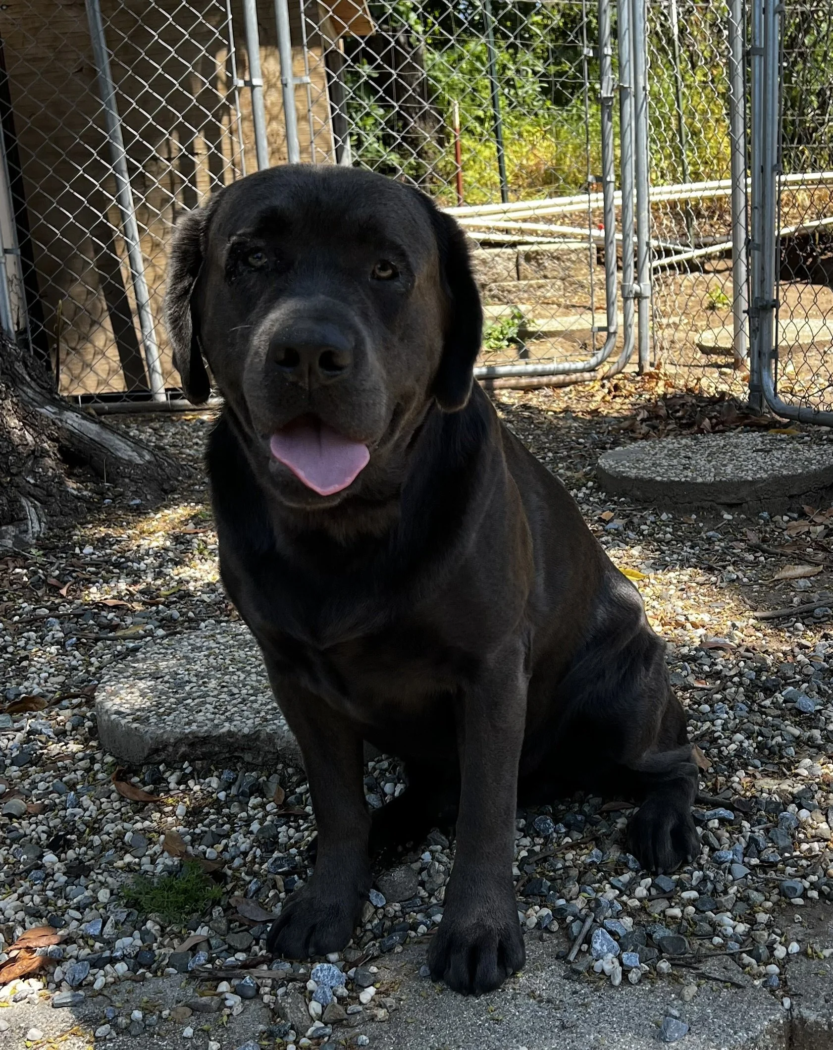 Our Dogs — NorCal Silver & Coal Labs