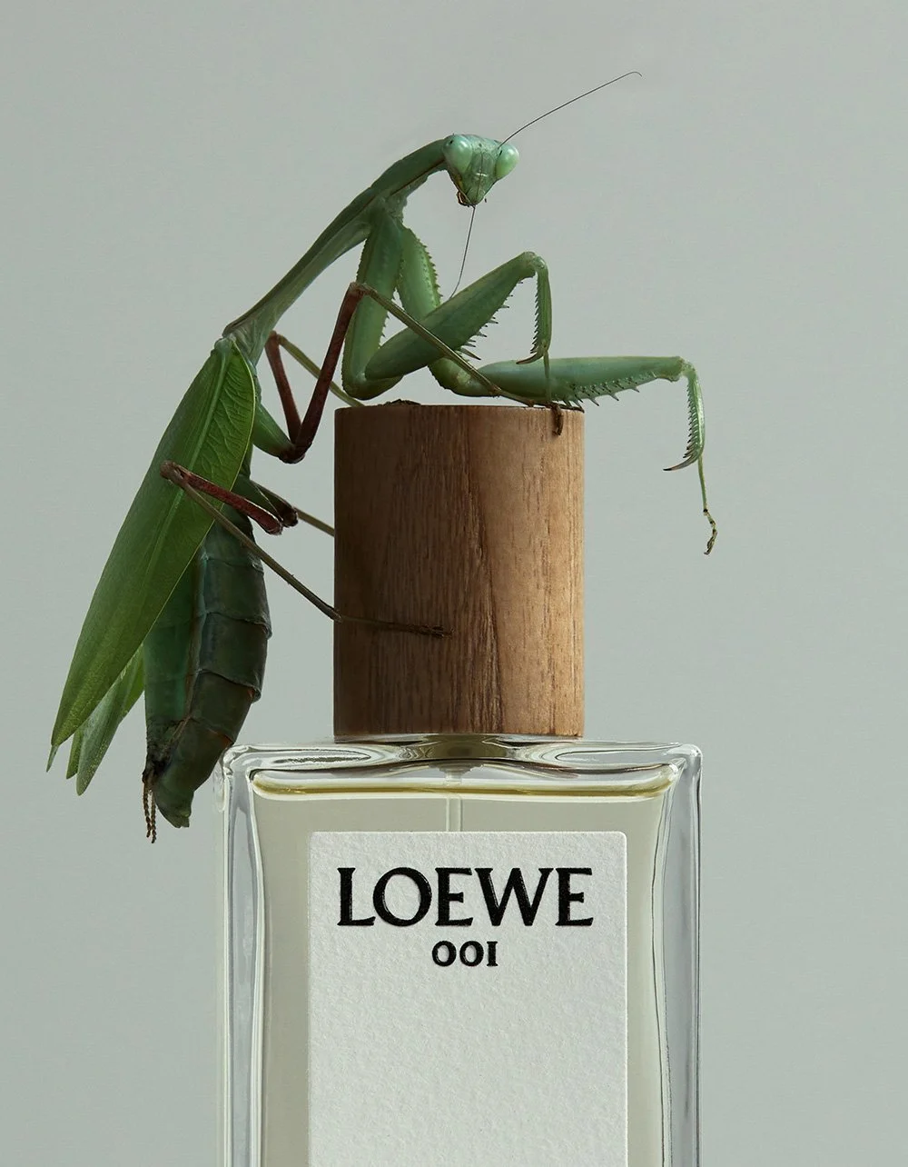 489_Rakes_Wish0218 1r1 (1)cf copy.jpg