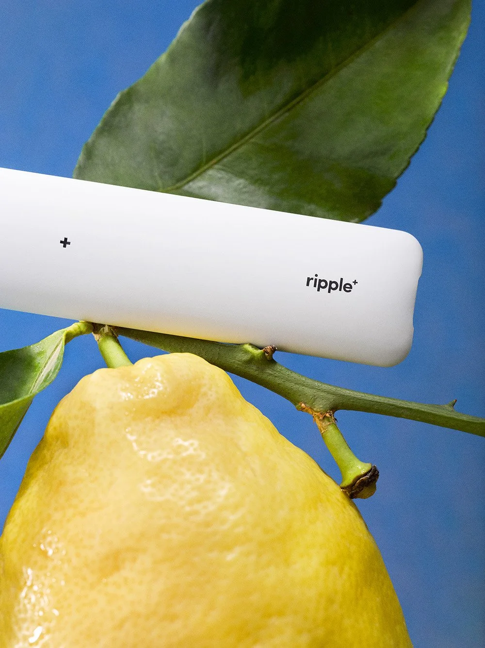 RIPPLE on a lemon copy 2.jpg