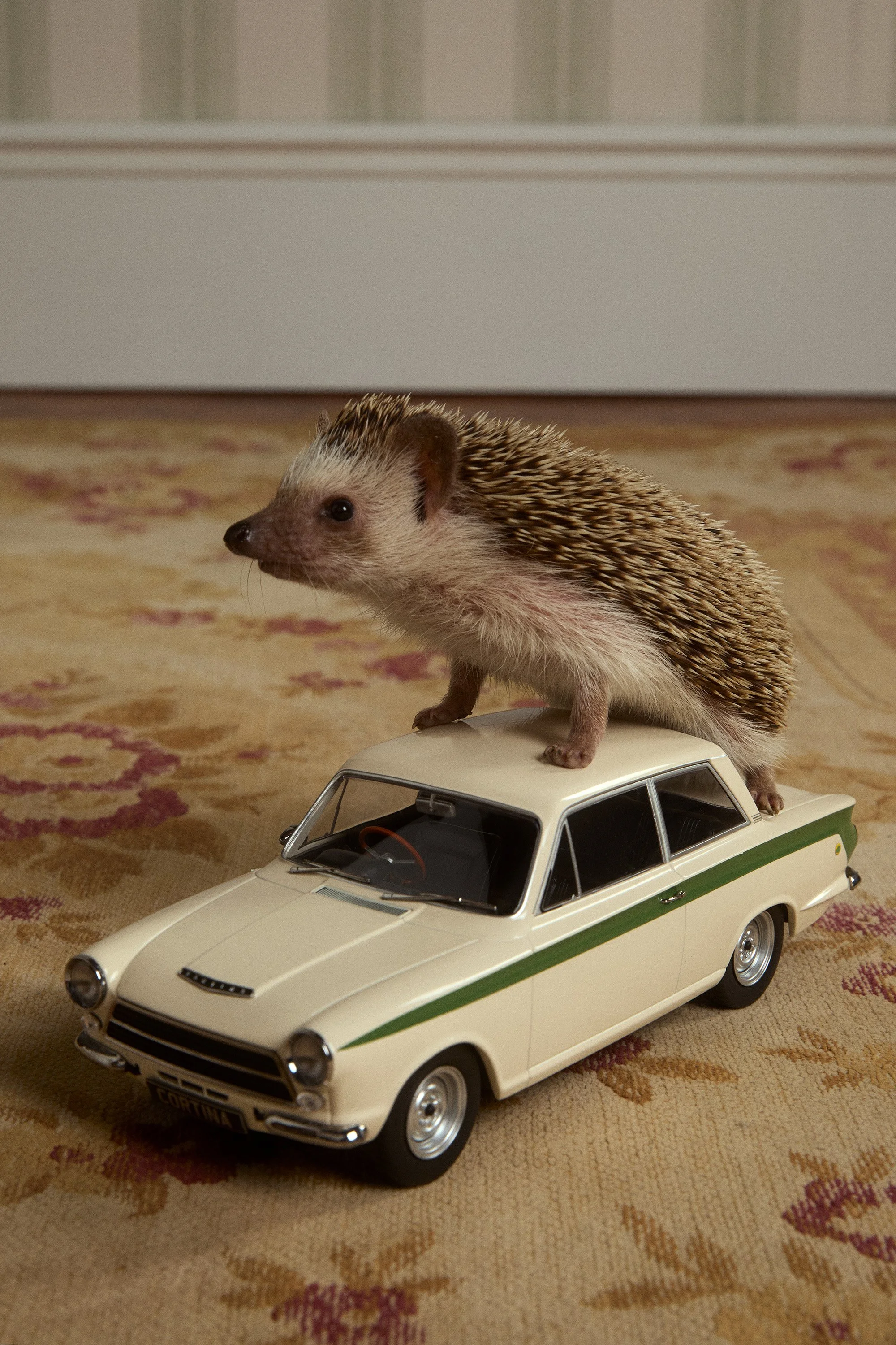 512_AnAPPLEaDay_22846 2 copyc.jpg