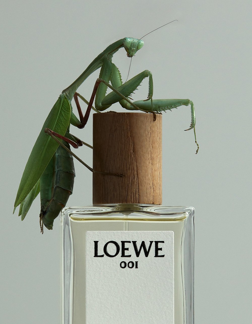 489_Rakes_Wish0218 1r1 (1)cf copy.jpg