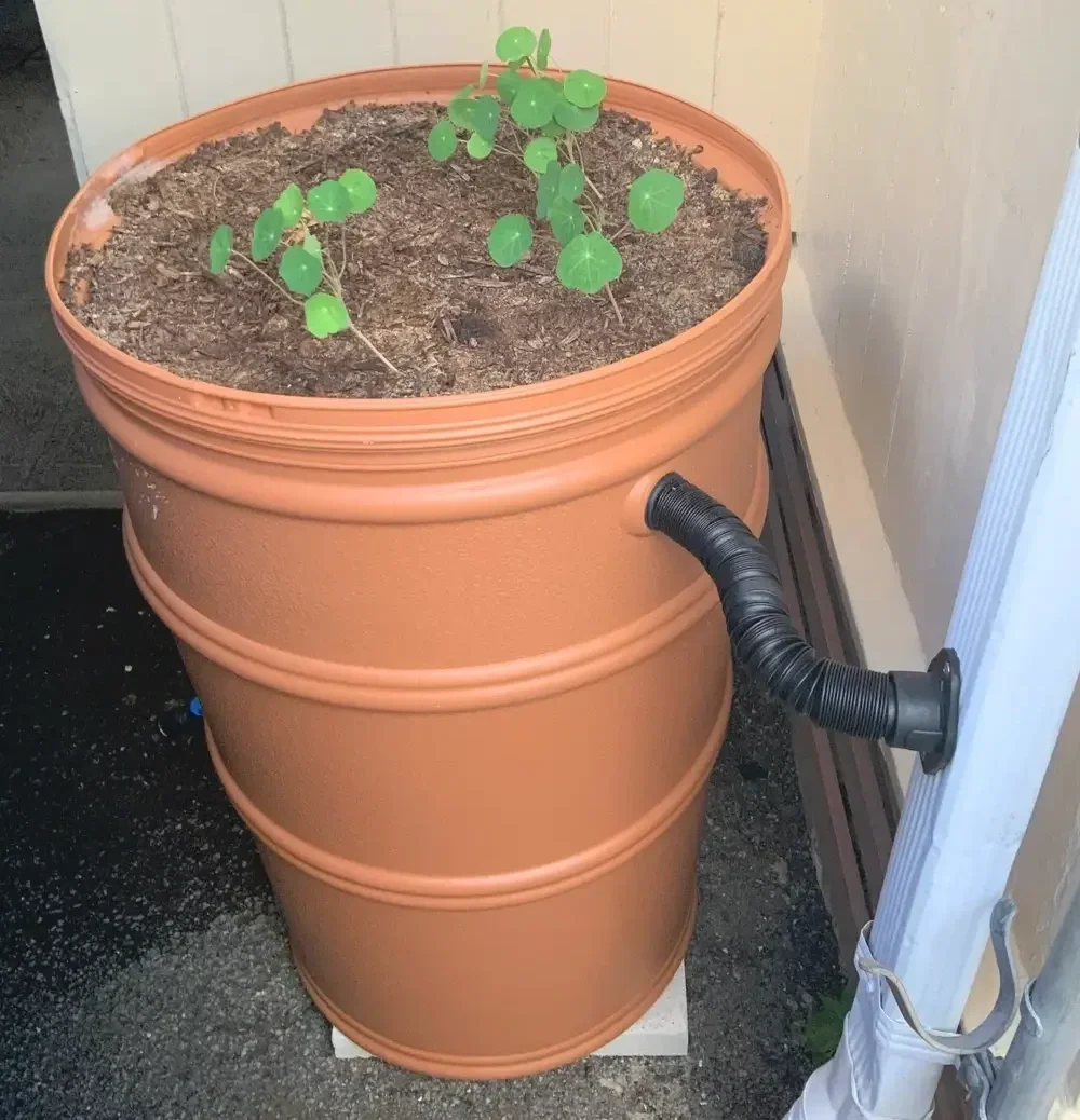 A new rain barrel with a green planter installation at a home in the Ala Wai watershed, led by Mālama Maunalua with support from the Clean Water Branch of the Department of Health