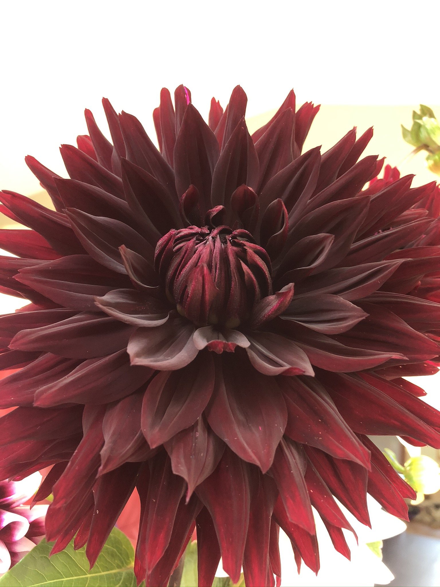 Dahlia Blackjack — Tailwind Farm Dahlias