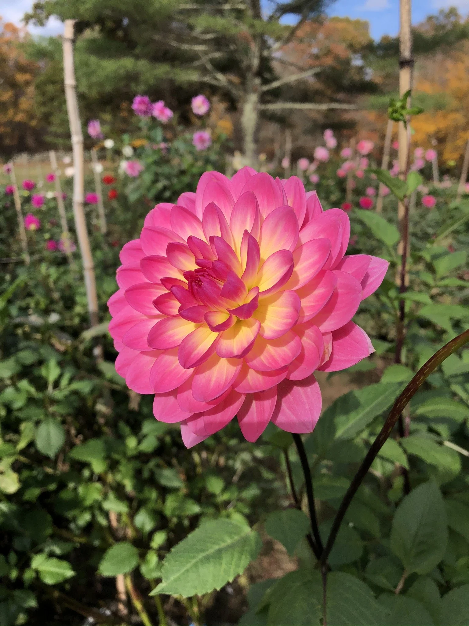 Brittany Rey Dahlia Brittany Rey — Tailwind Farm Dahlias