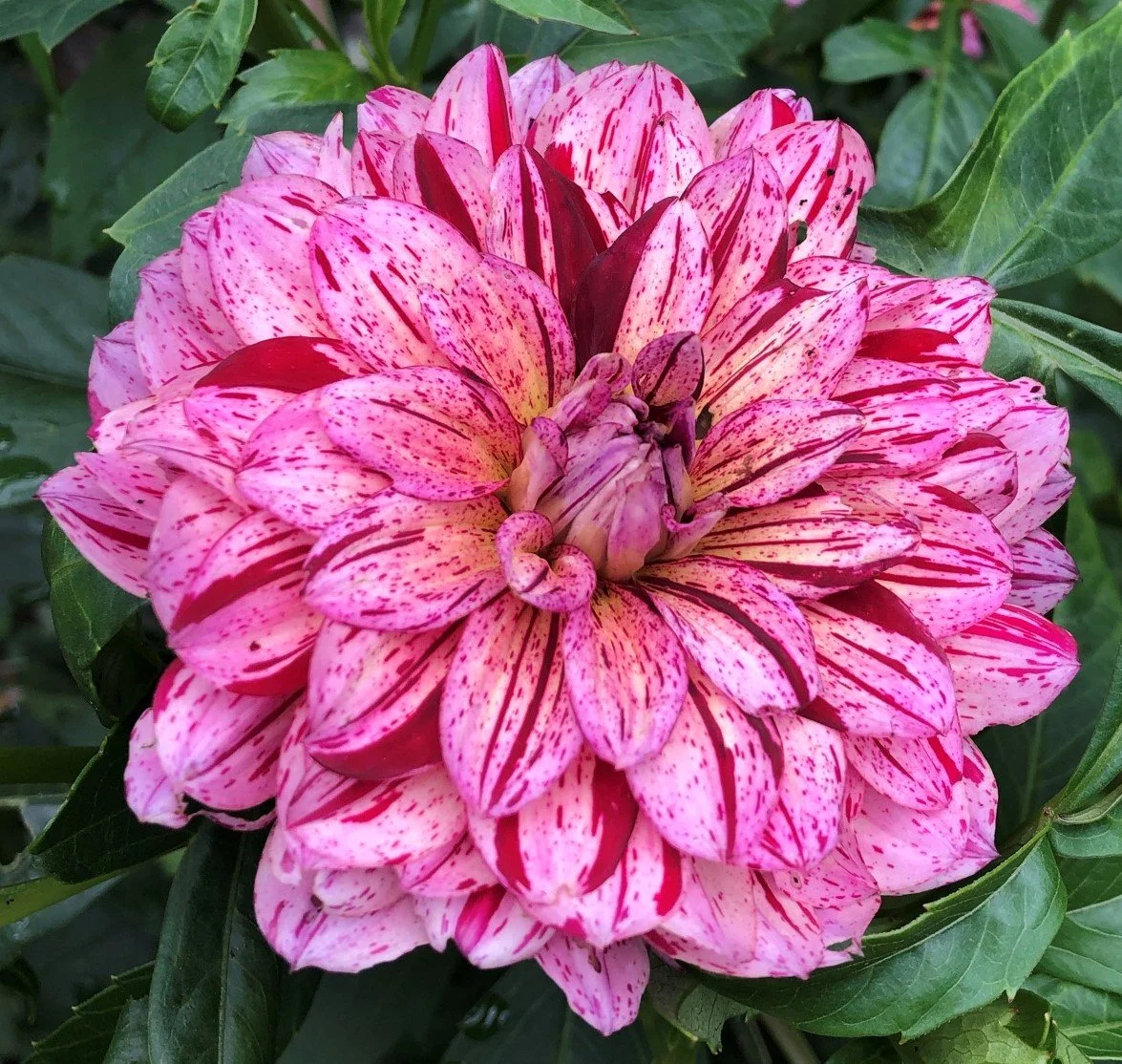 Dahlia Brittany Rey — Tailwind Farm Dahlias