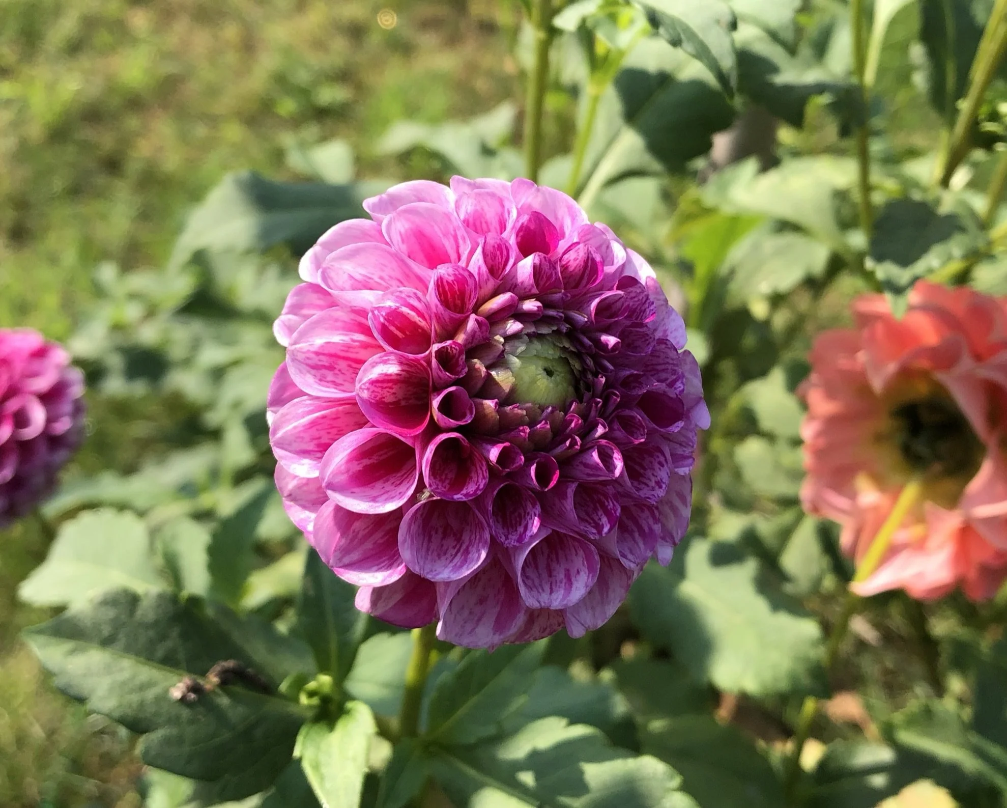 Dahlia Brittany Rey — Tailwind Farm Dahlias