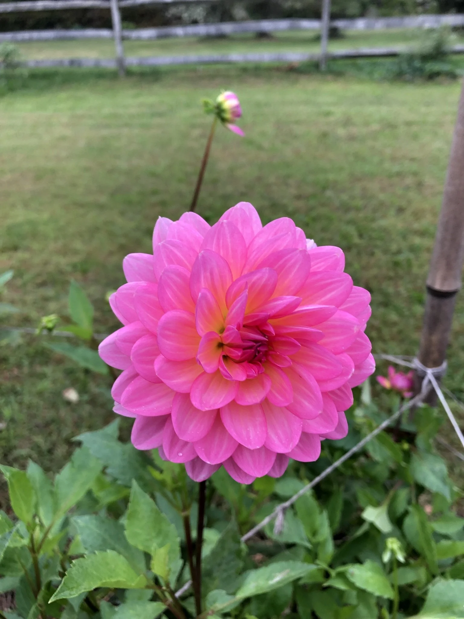 Ruthie G — Tailwind Farm Dahlias