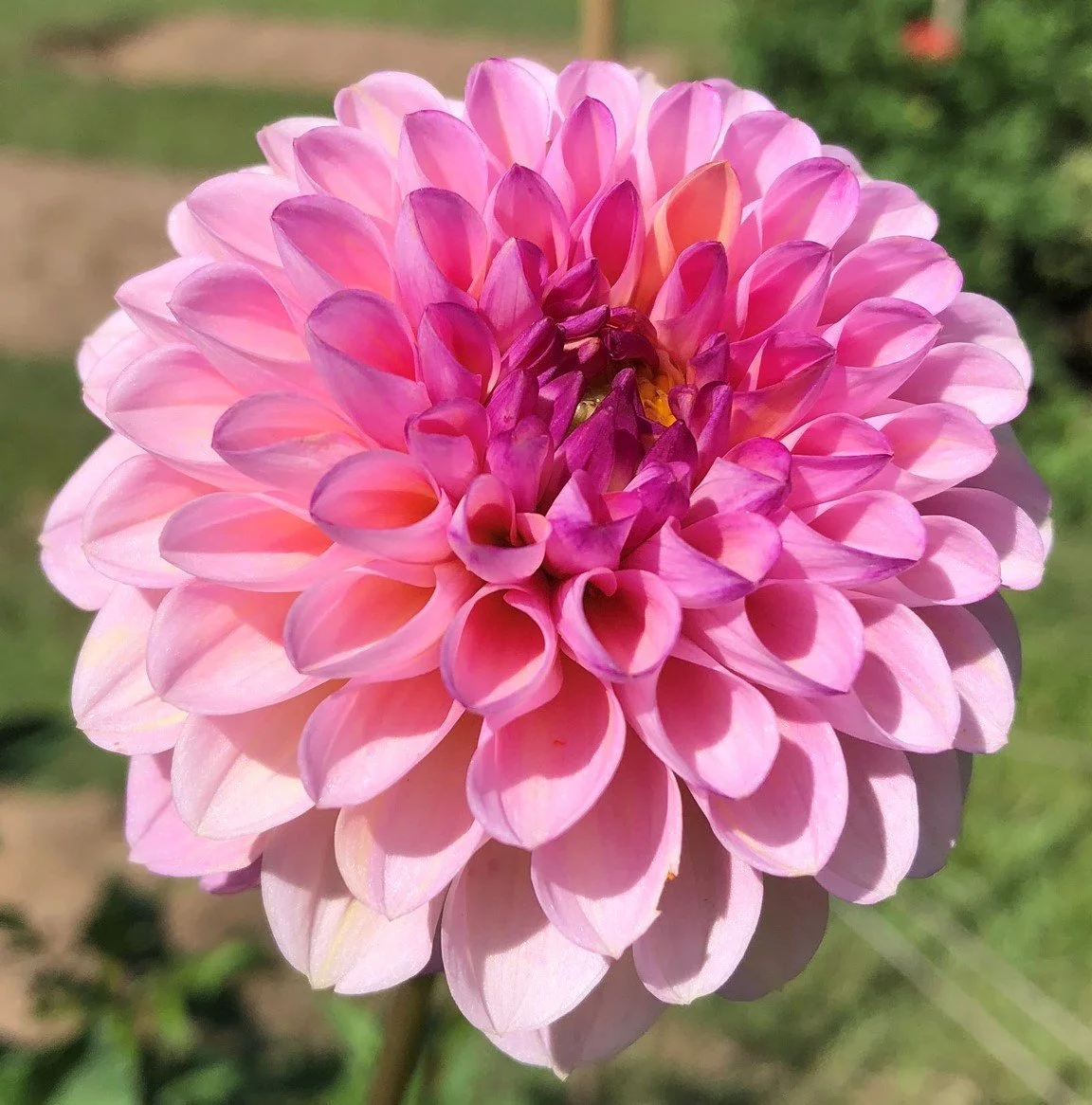 Dahlia Wine Eyed Jill — Tailwind Farm Dahlias