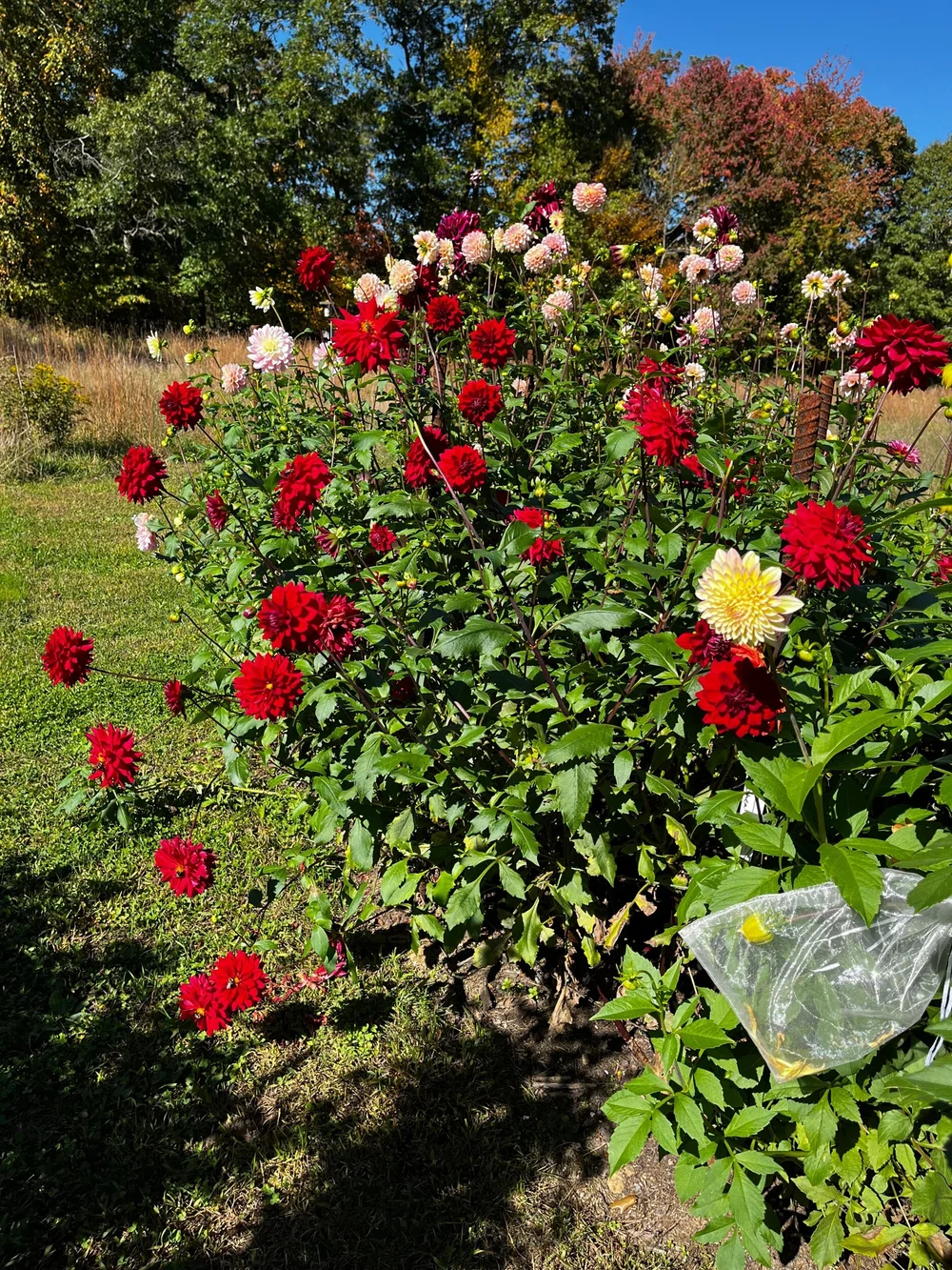＊Dahlia＊ページ Bloomquist Compare dahlia tubers for sale - Pedaling Petals