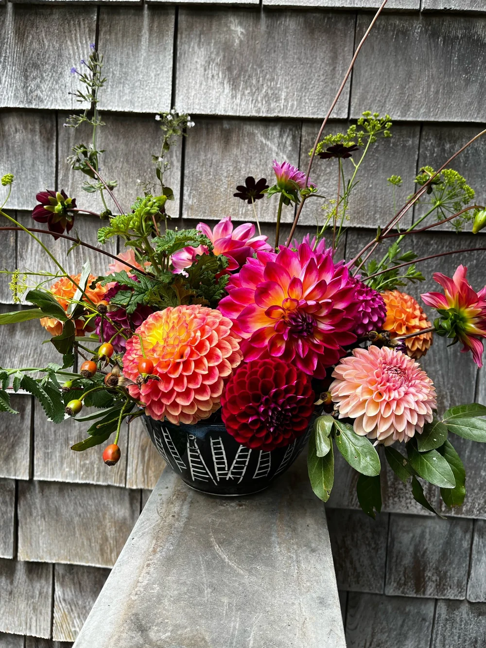 Dahlia Mexican Black — Tailwind Farm Dahlias