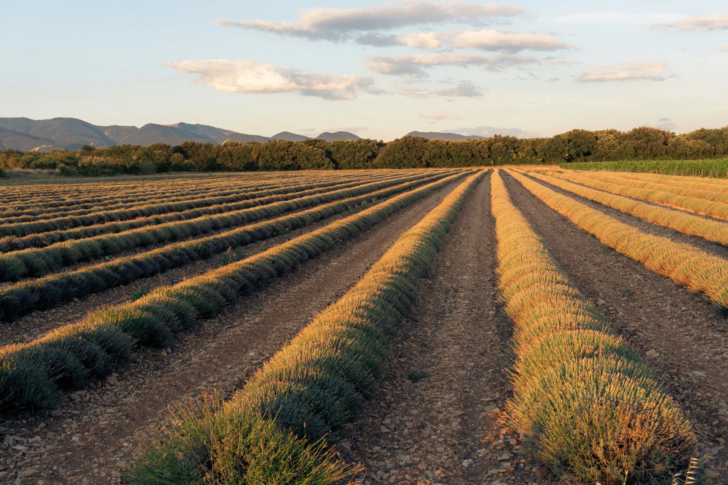 WHEN TO VISIT PROVENCE?