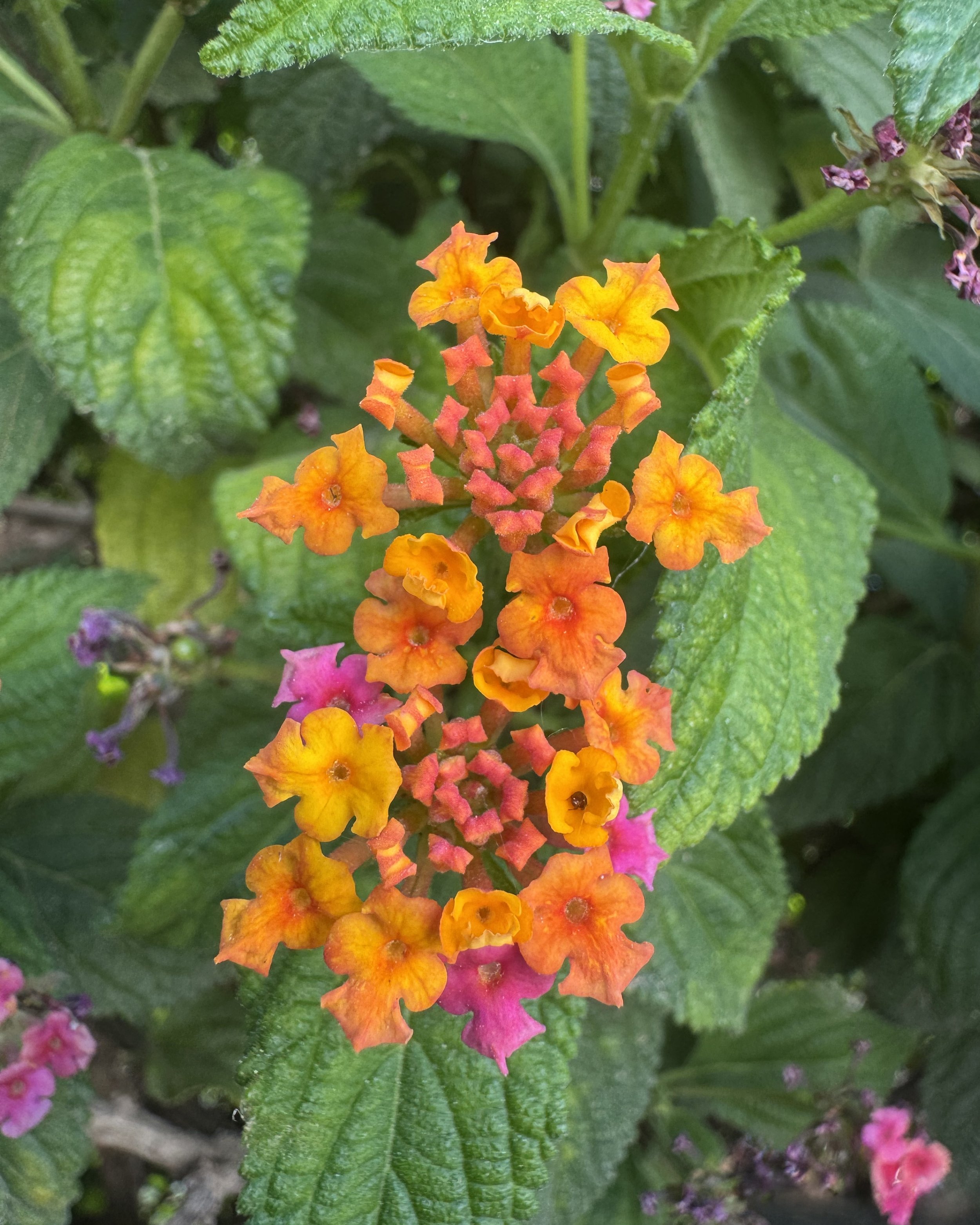 Flowers during a Marbella walk-about