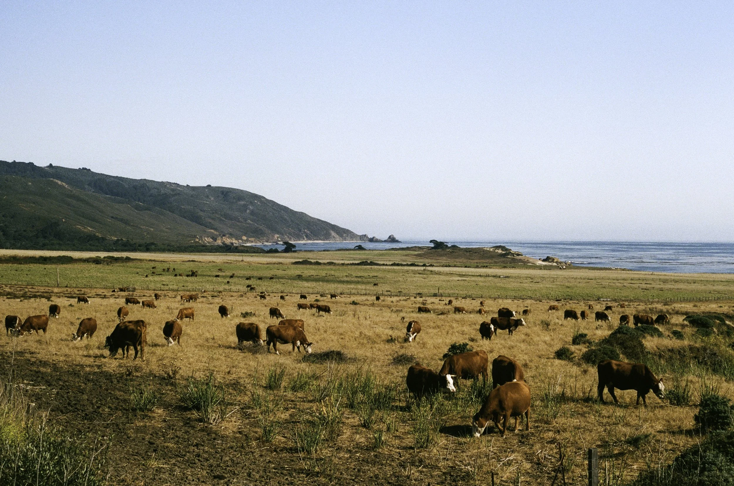 Big Sur, Ca (2023)