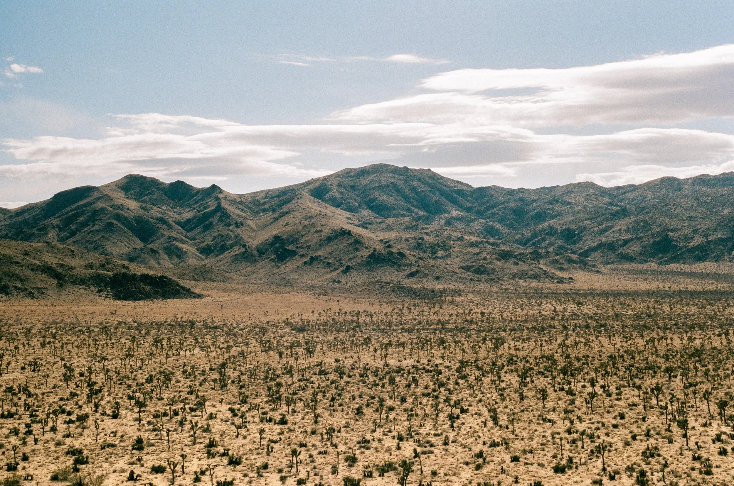 Joshua Tree (2022), shot on film