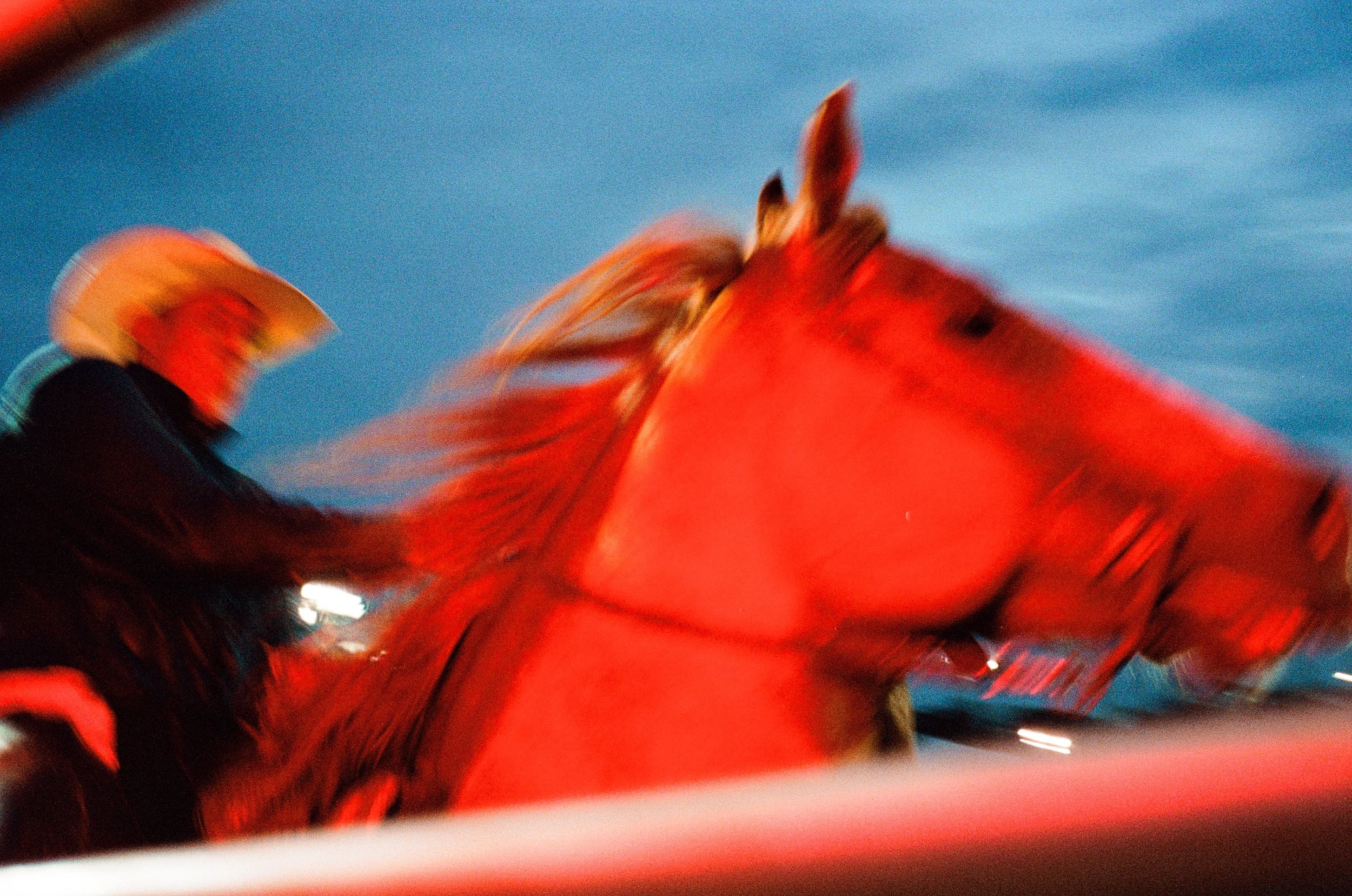 tampa bay rodeo