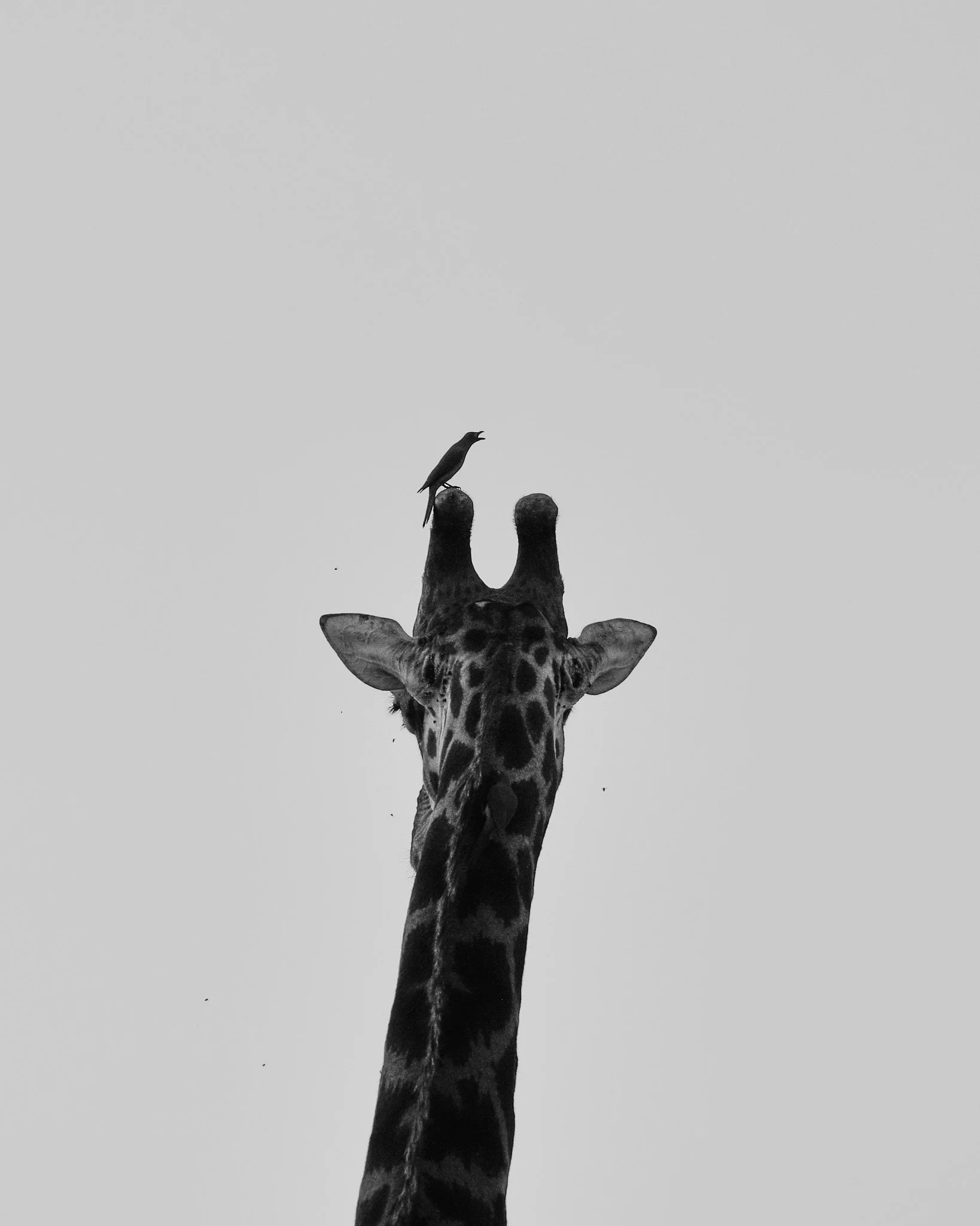 _DSC9665.jpg