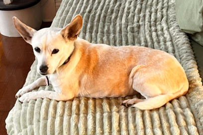 Chihuahua mix dog laying