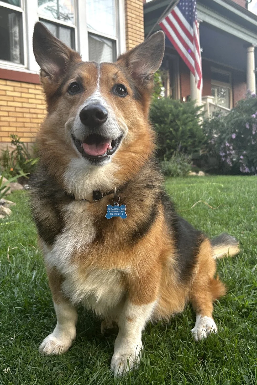 Tri-color corgi sitting on grass with happy dog smile showing