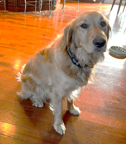 Golden Retriever dog sitting