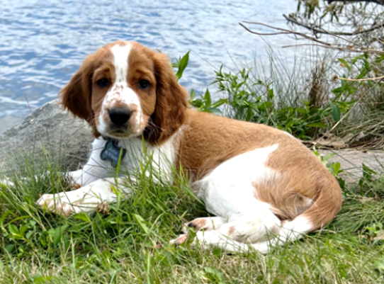 puppy laying in the grass