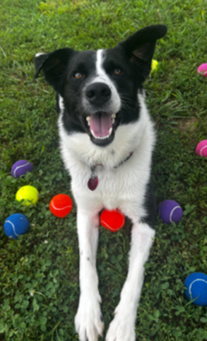 Photo of black and white dog laying in the grass.