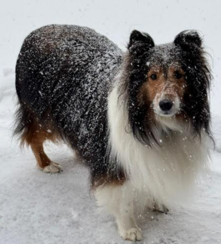 Photo of a collie dog standing in the snow.